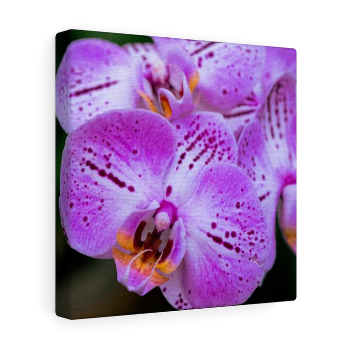 Orchid in Pink - Canvas