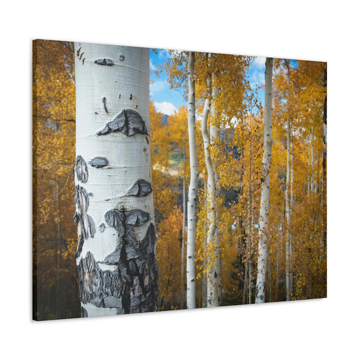 Aspens Changing - Canvas