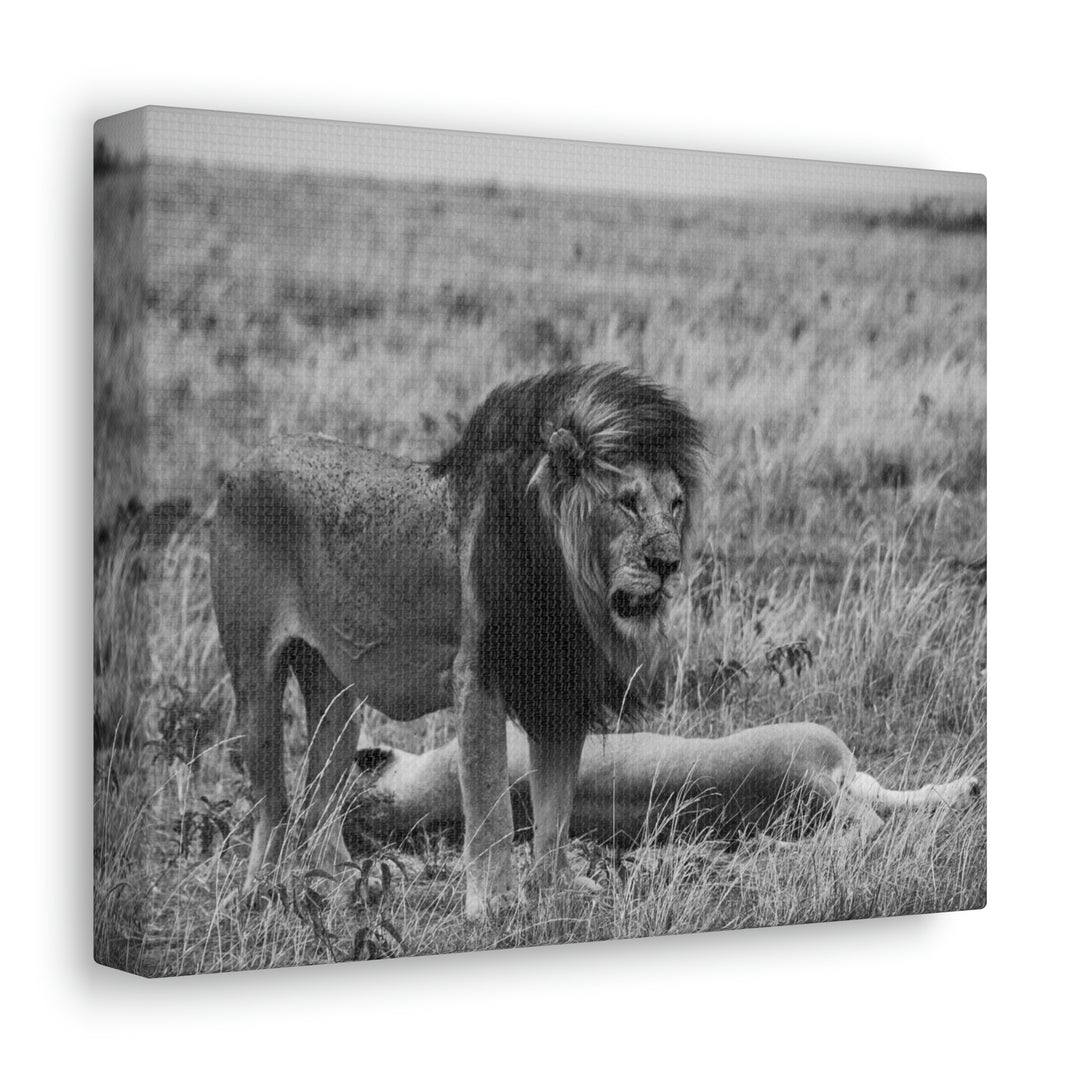 Mating Lions in Black and White - Canvas