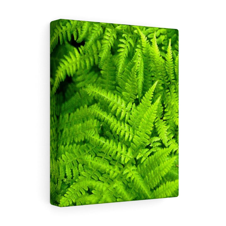 Ferns, Ferns, Ferns - Canvas