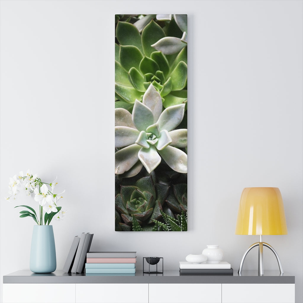 Succulent - Array - Canvas