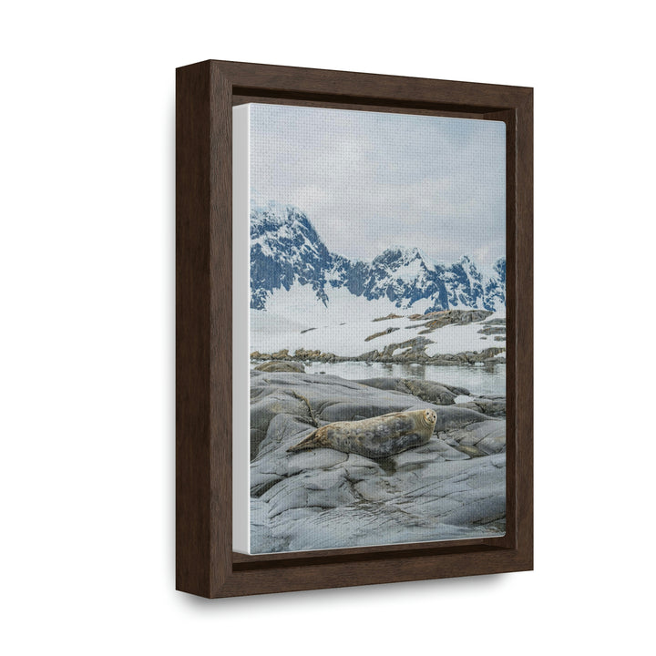 Weddell Relaxing - Canvas with Frame