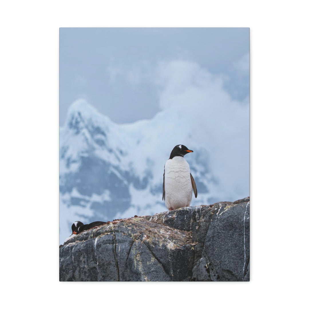 Poised Penguin - Canvas