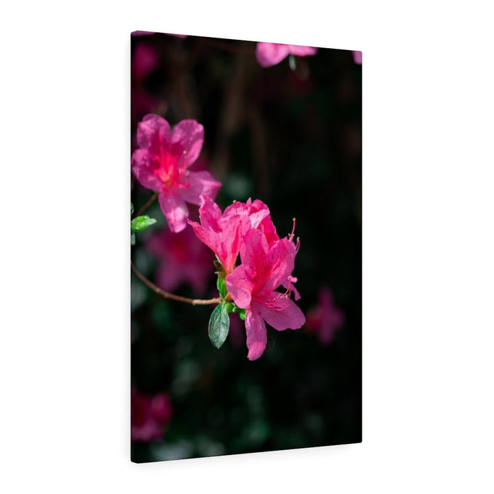 Standout Azalea - Canvas