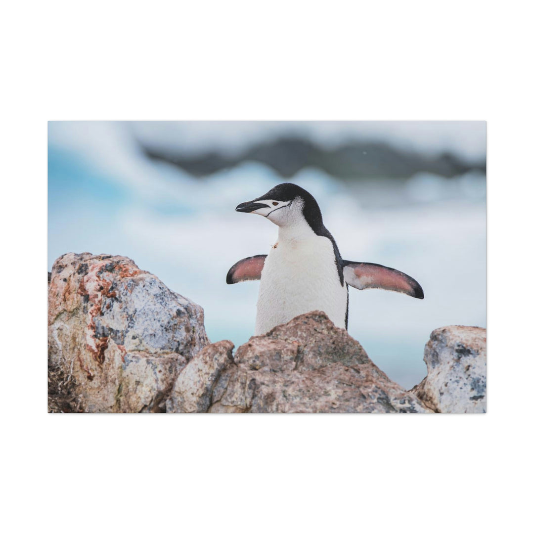 Stretched Penguin - Canvas