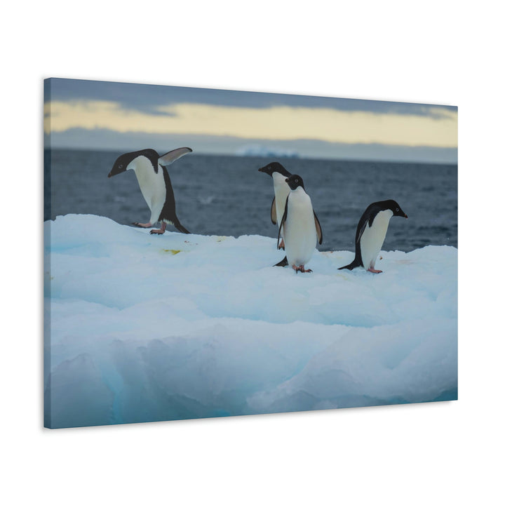 Penguin Dance - Canvas