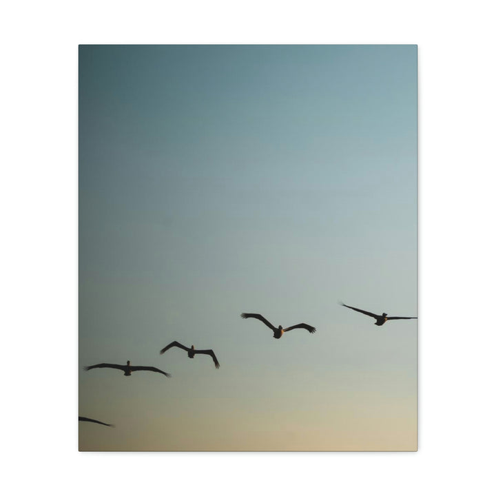 Brown Pelicans in Flight - Canvas