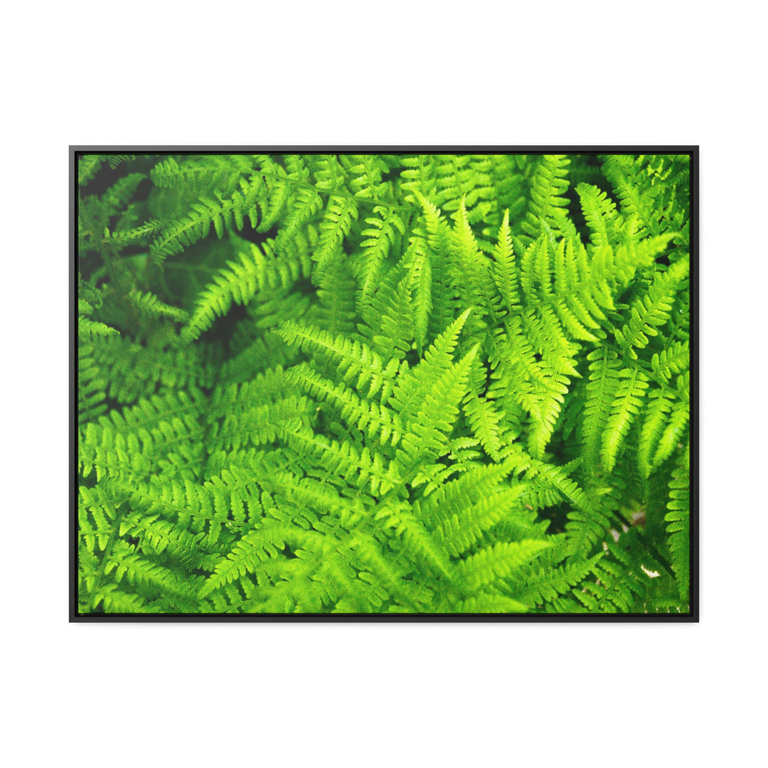 Ferns, Ferns, Ferns - Canvas with Frame