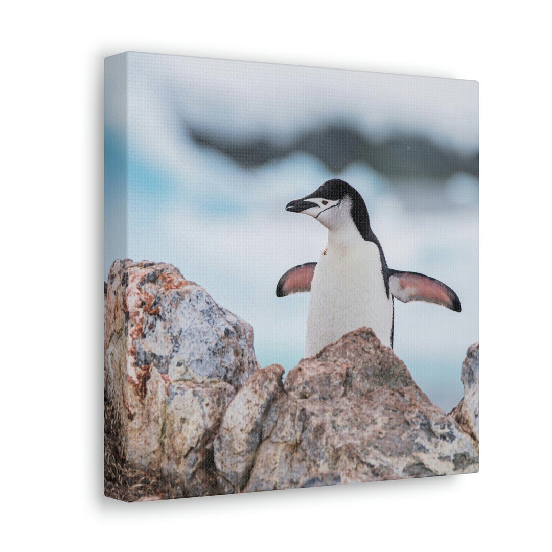 Stretched Penguin - Canvas