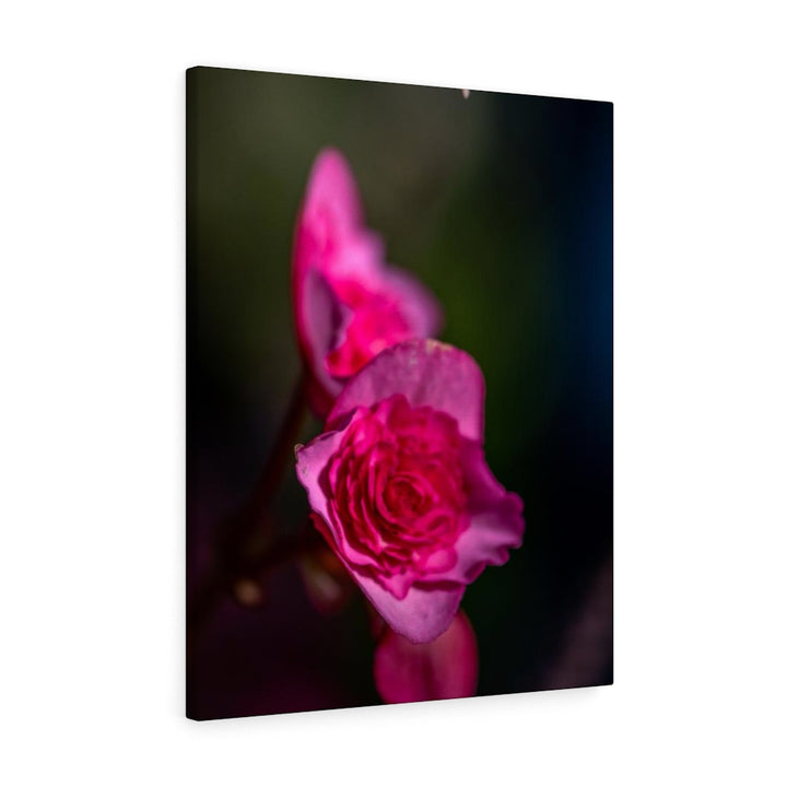 Hybrid Tea Lily - Canvas