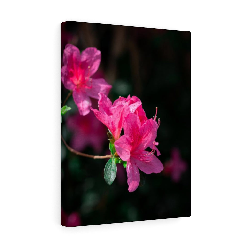 Standout Azalea - Canvas