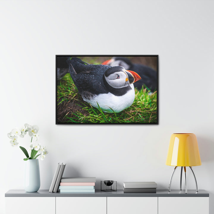 Resting Puffin - Canvas with Frame