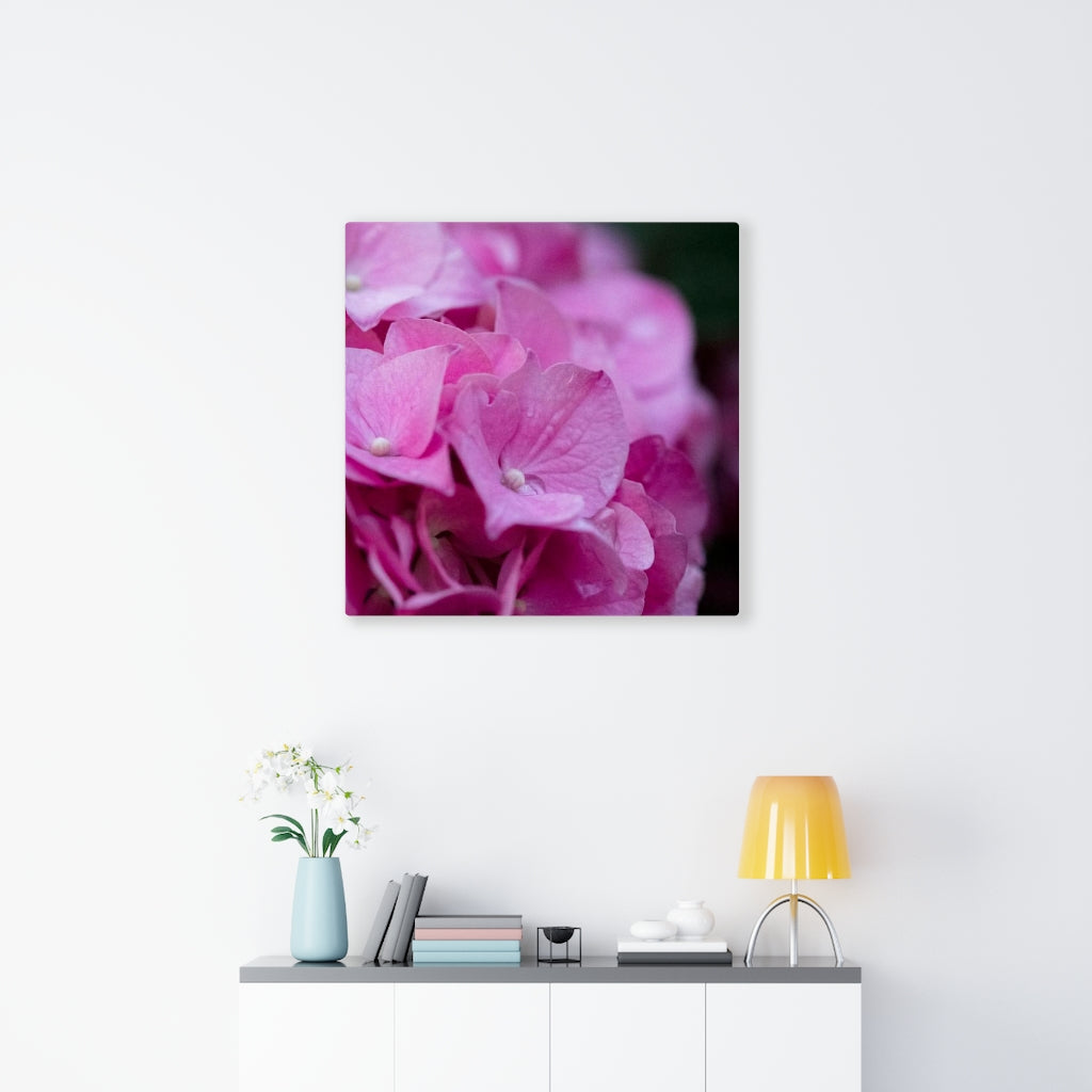 Pink Hydrangea Detail - Canvas