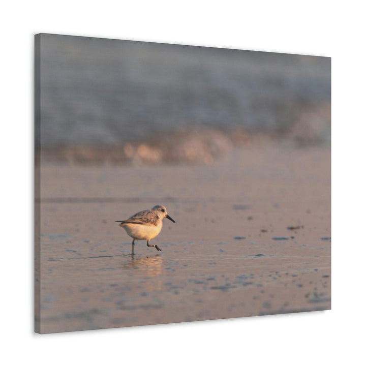 Sanderling in Soft Dusk Light - Canvas