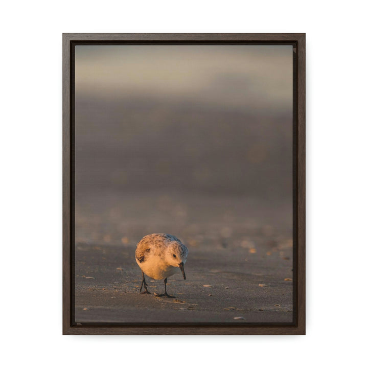 Feeding Sanderling - Canvas with Frame