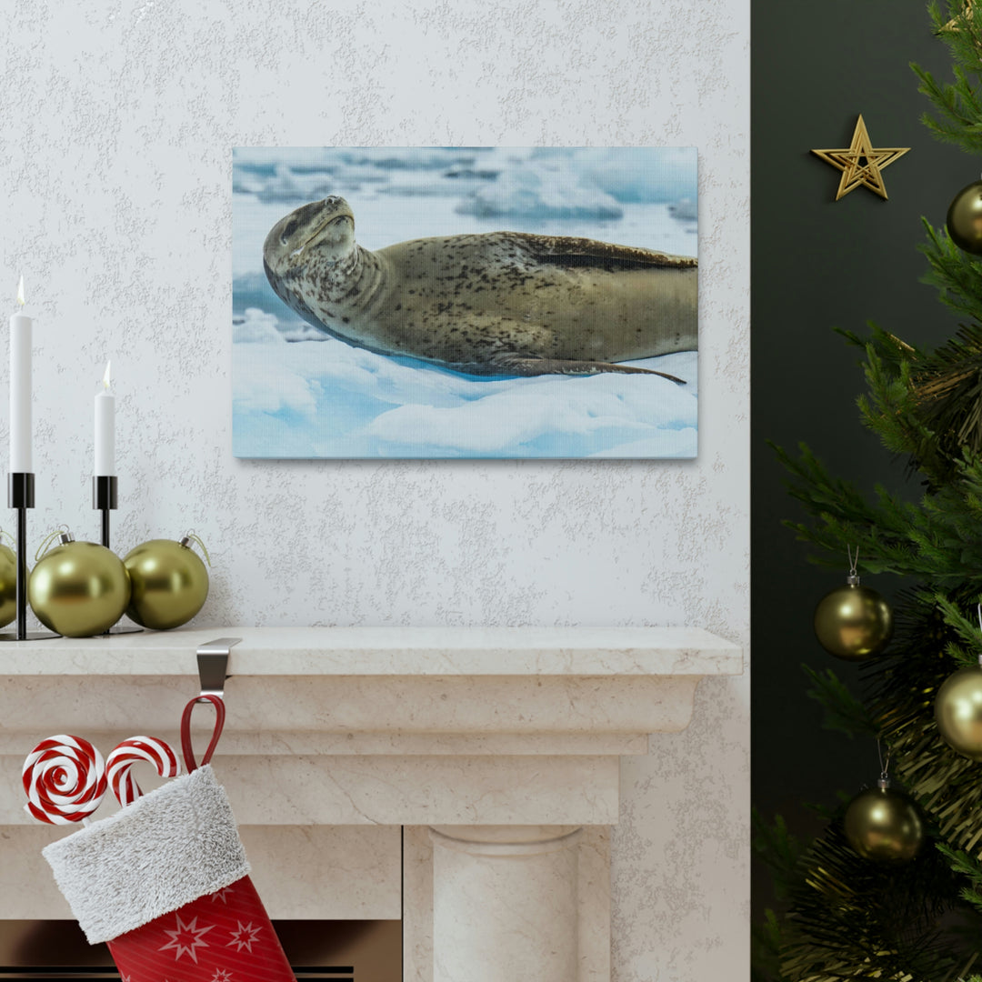 Leopard Seal Relaxing - Canvas