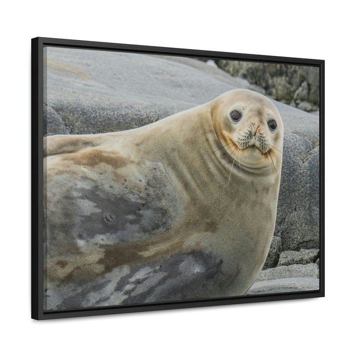 Weddell Smile - Canvas with Frame