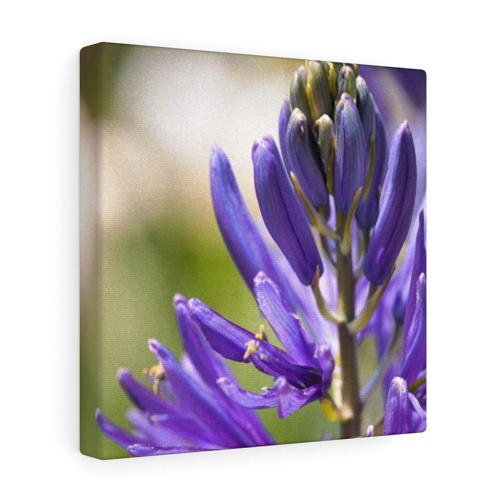 Camas in Bloom - Canvas