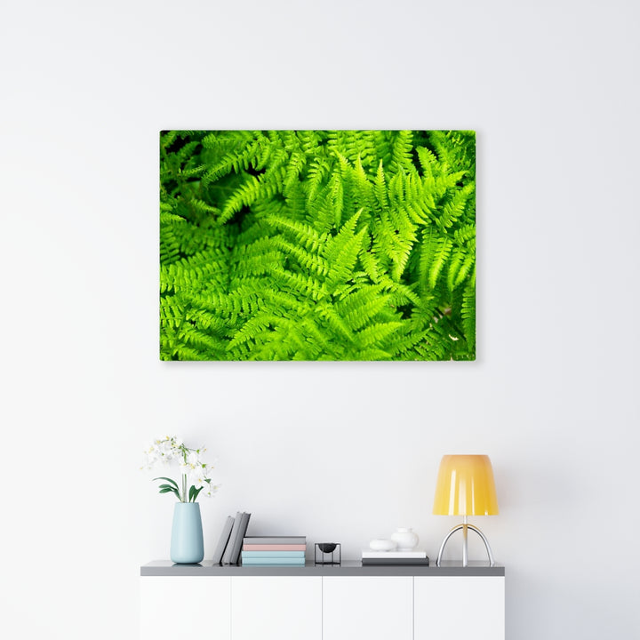 Ferns, Ferns, Ferns - Canvas