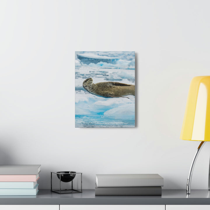 Leopard Seal Relaxing - Canvas