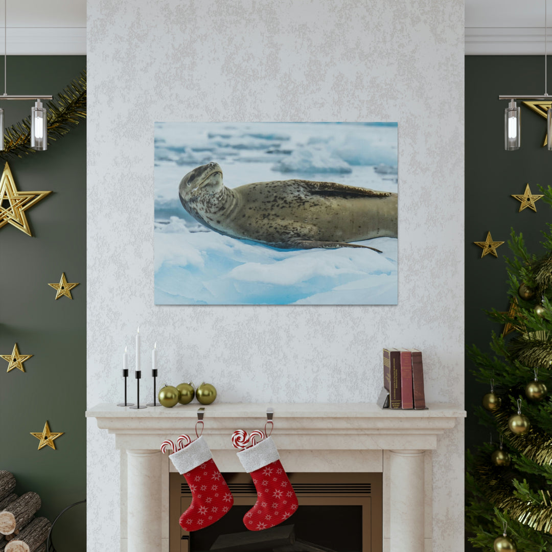 Leopard Seal Relaxing - Canvas