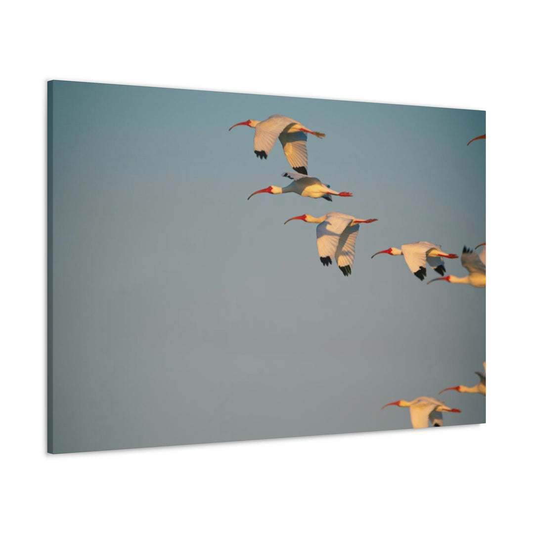 White Ibis in Flight - Canvas