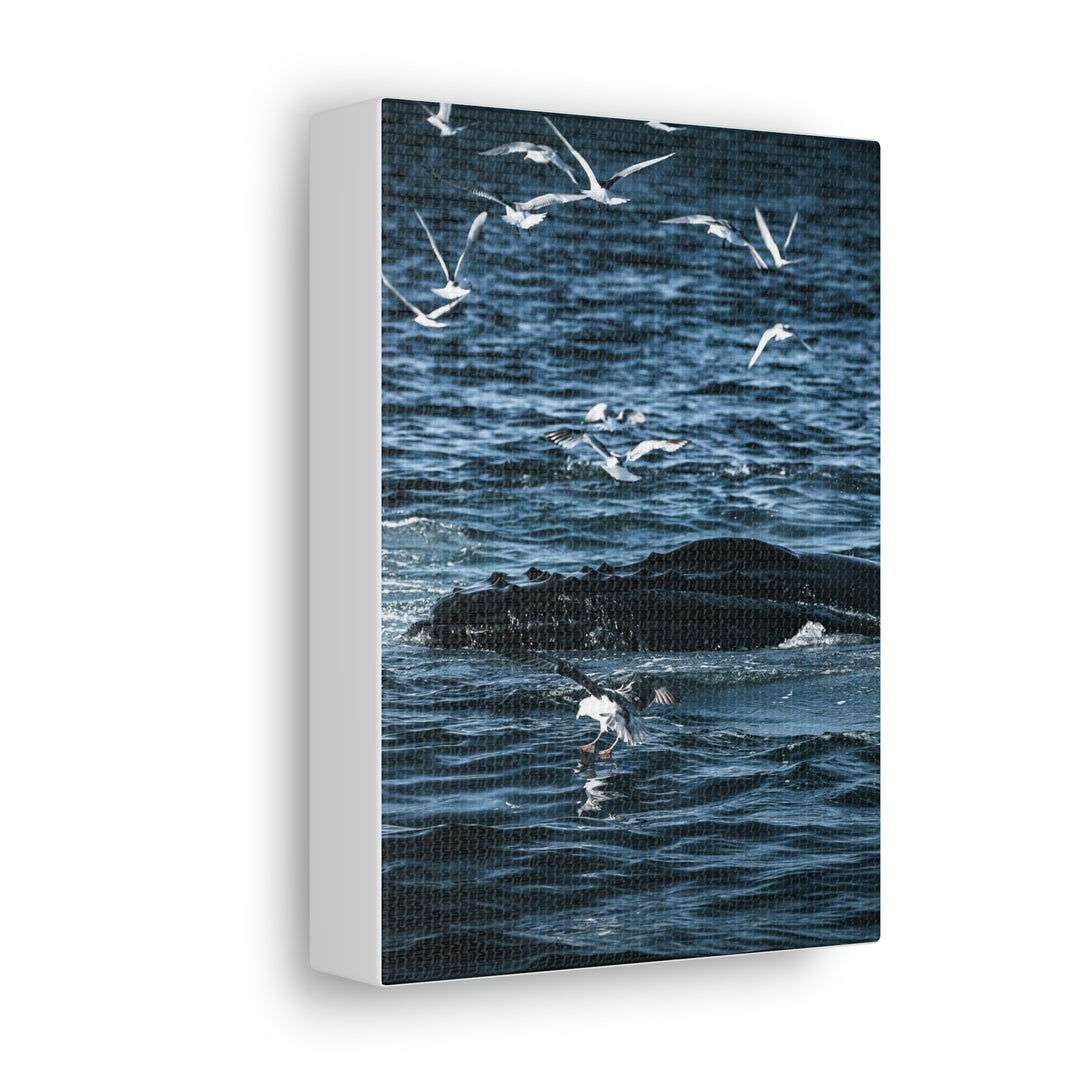 Humpback Hello - Canvas