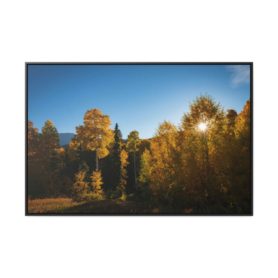 Sun Through the Aspens - Canvas with Frame