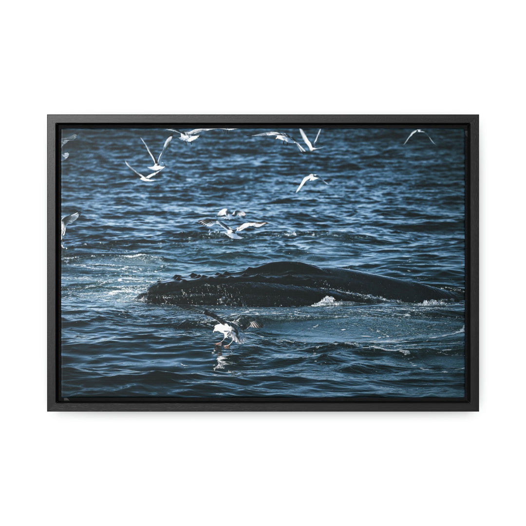 Humpback Hello - Canvas with Frame