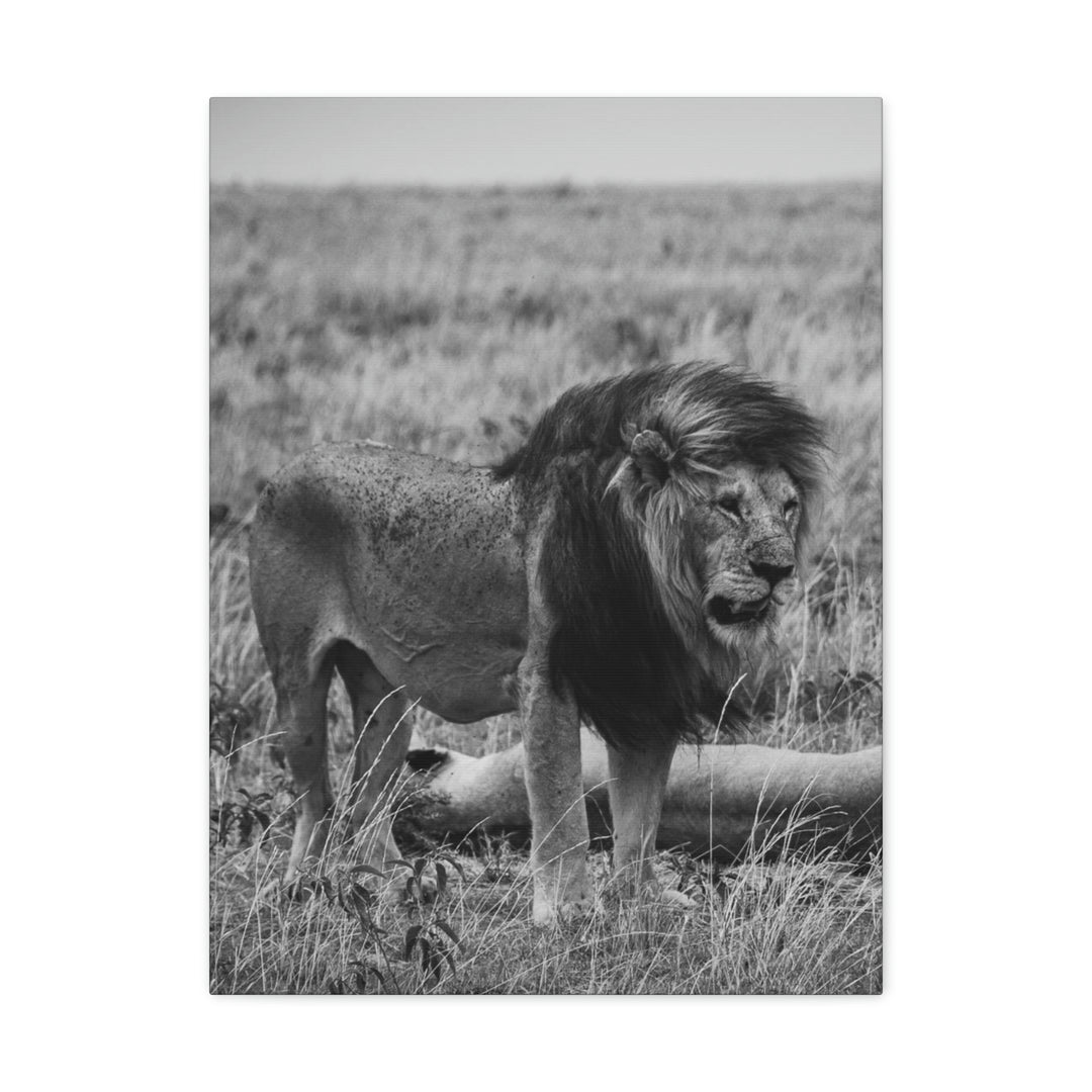 Mating Lions in Black and White - Canvas