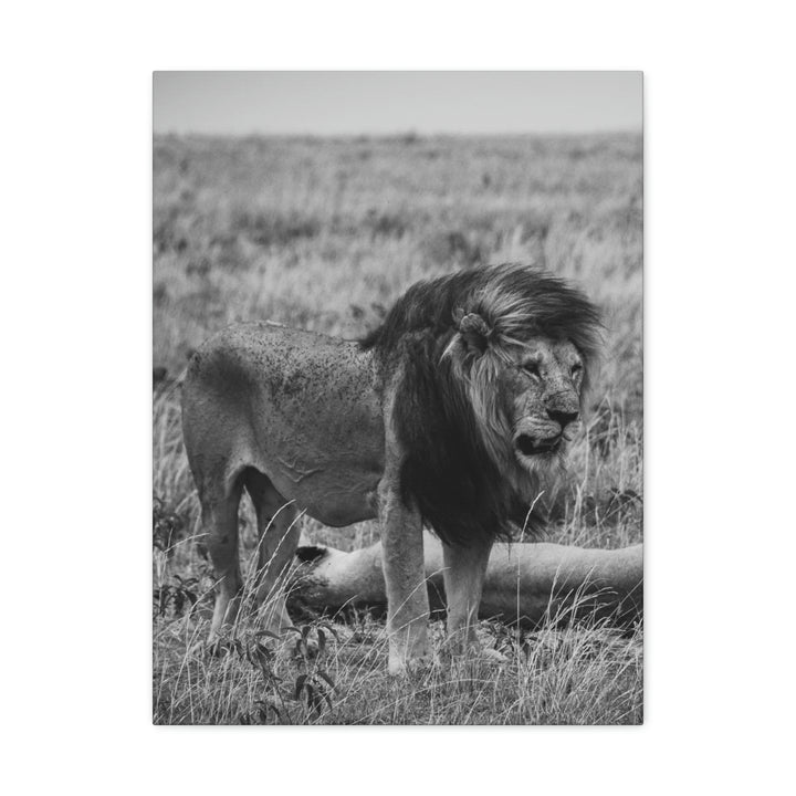 Mating Lions in Black and White - Canvas