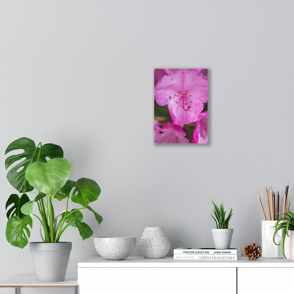 Soft Pinks - Canvas