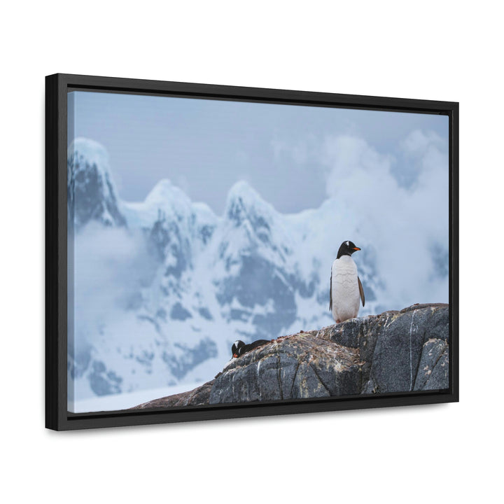 Poised Penguin - Canvas with Frame