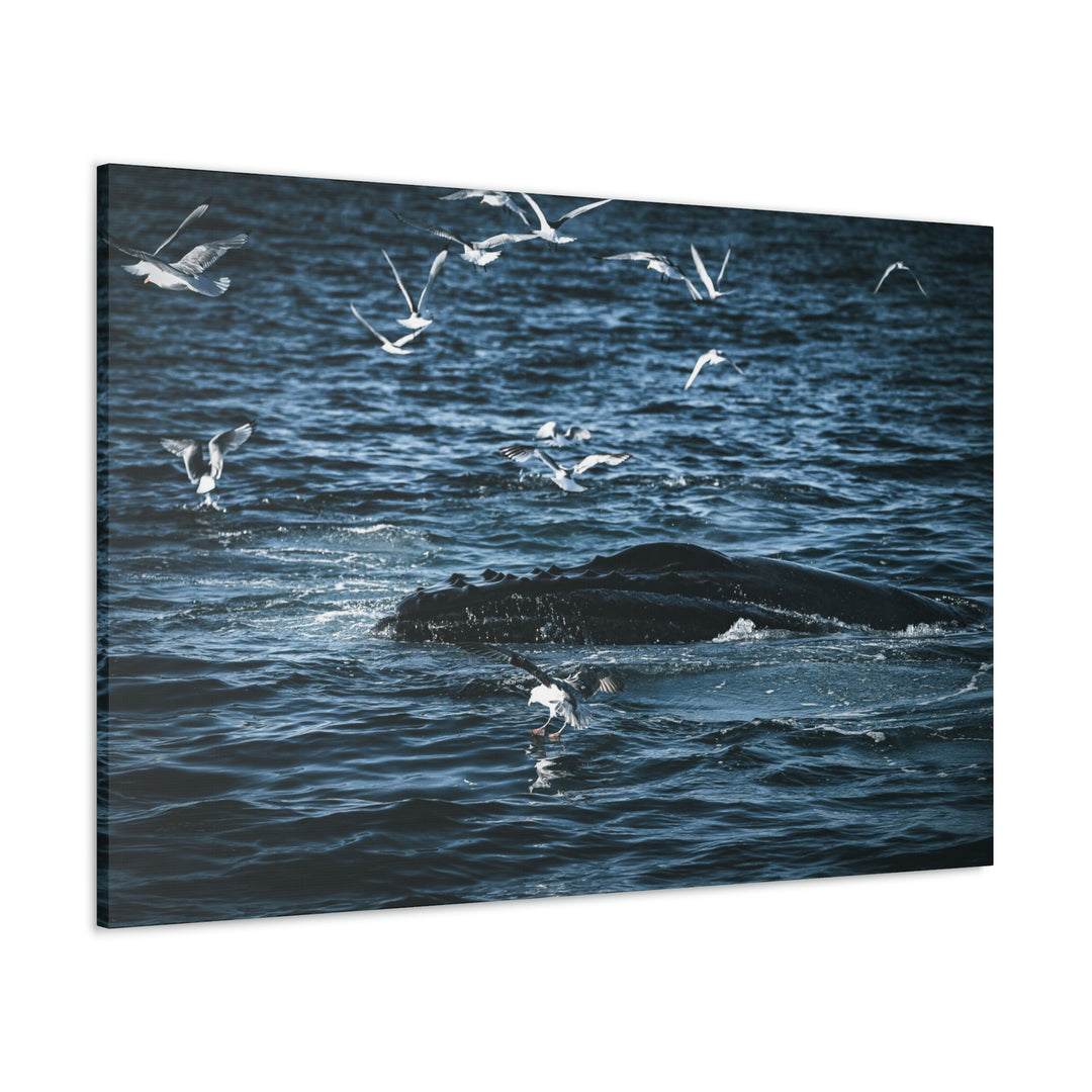 Humpback Hello - Canvas