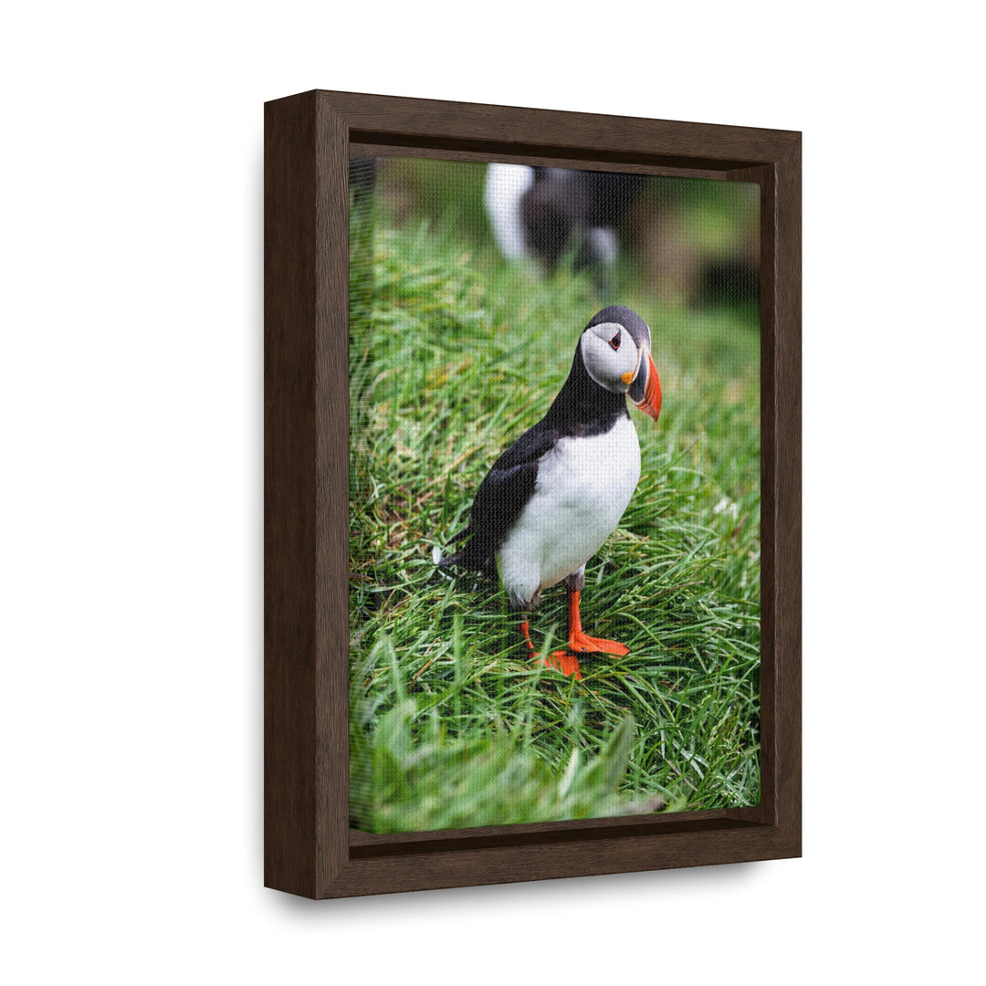 Curious Eye - Canvas with Frame