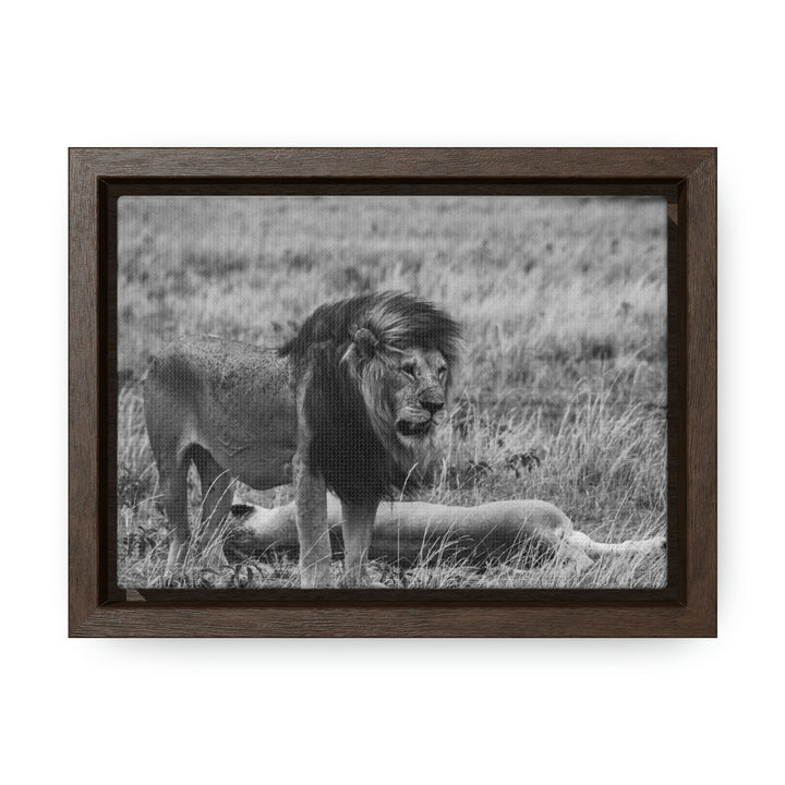 Mating Lions in Black and White - Canvas with Frame