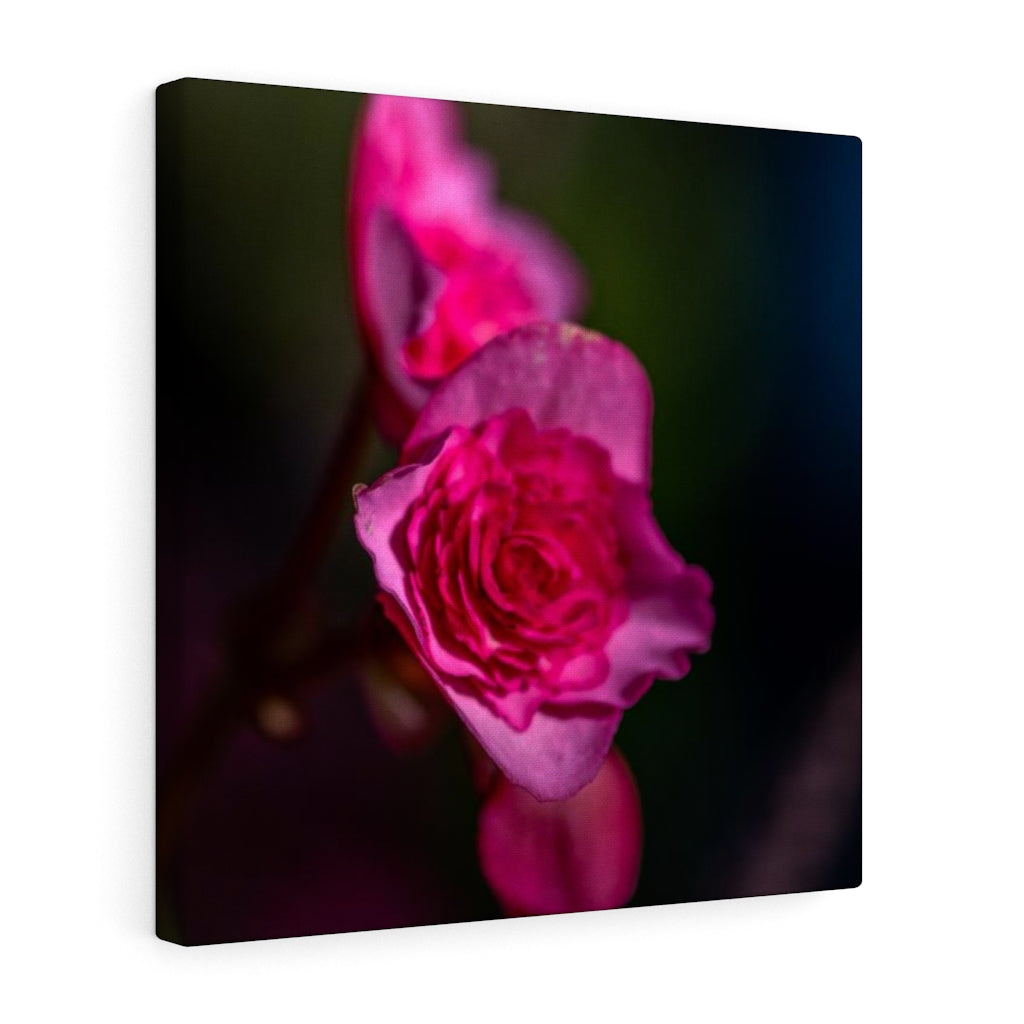 Hybrid Tea Lily - Canvas