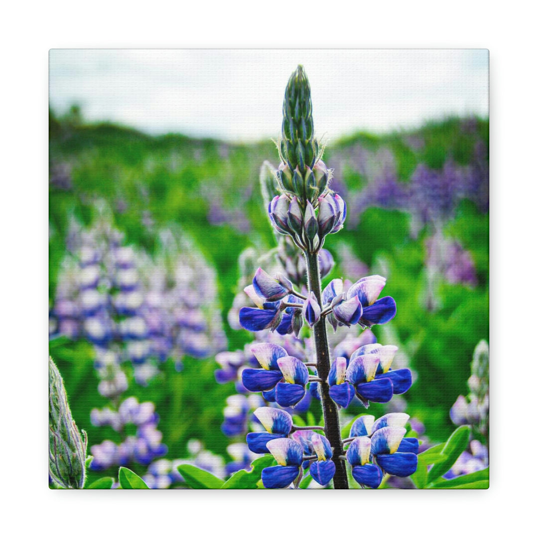 Glowing Lupin - Canvas