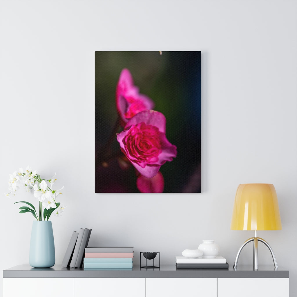 Hybrid Tea Lily - Canvas