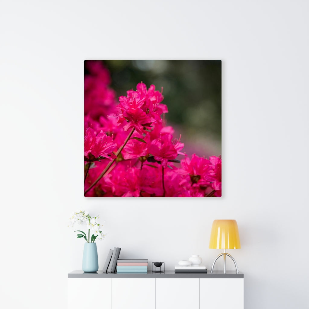 Full Bloom - Canvas