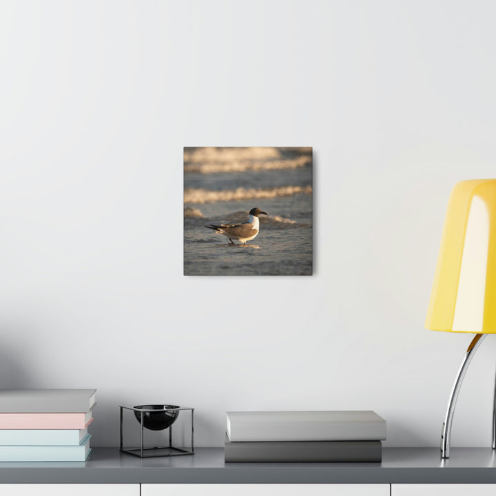 Laughing Gull in the Surf - Canvas