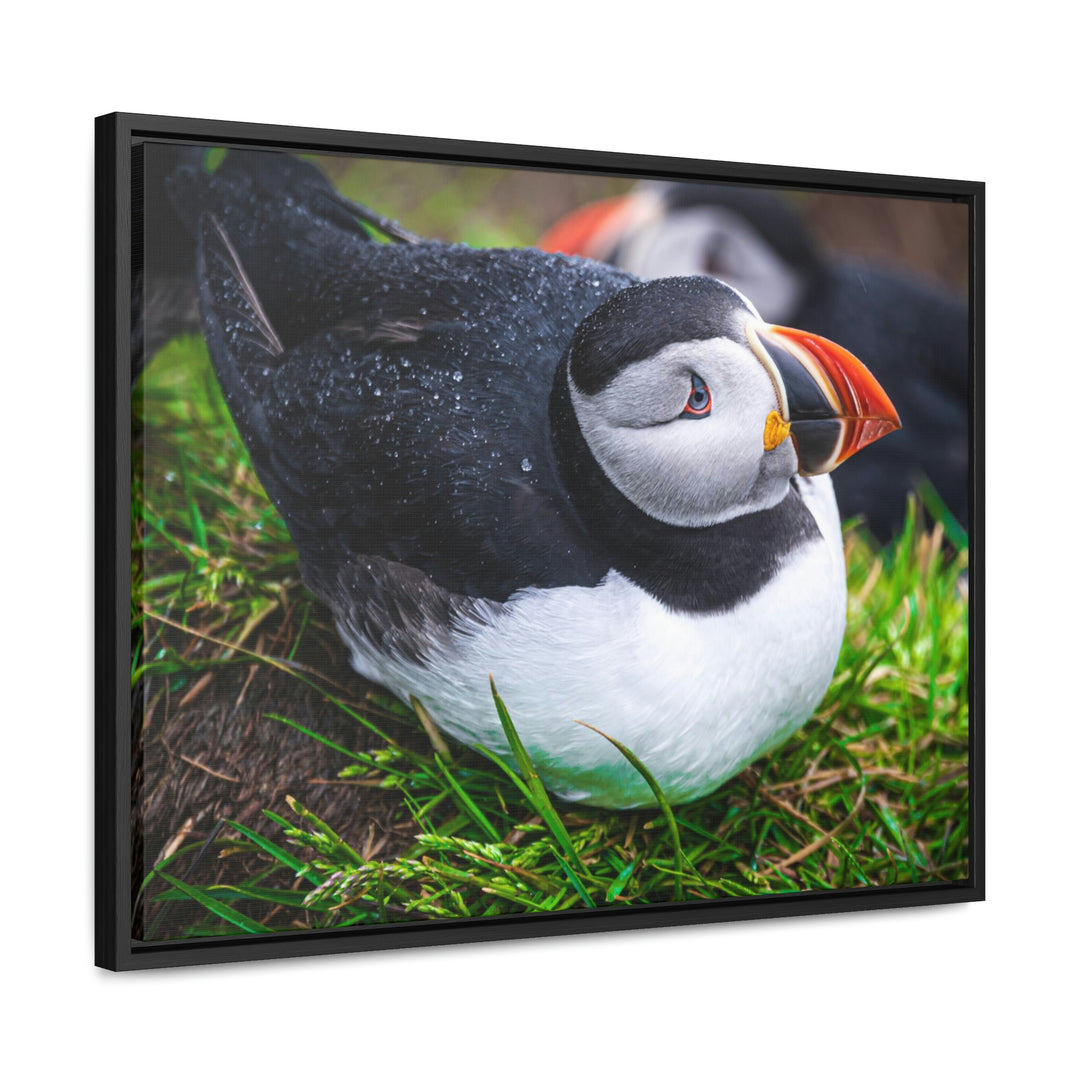 Resting Puffin - Canvas with Frame