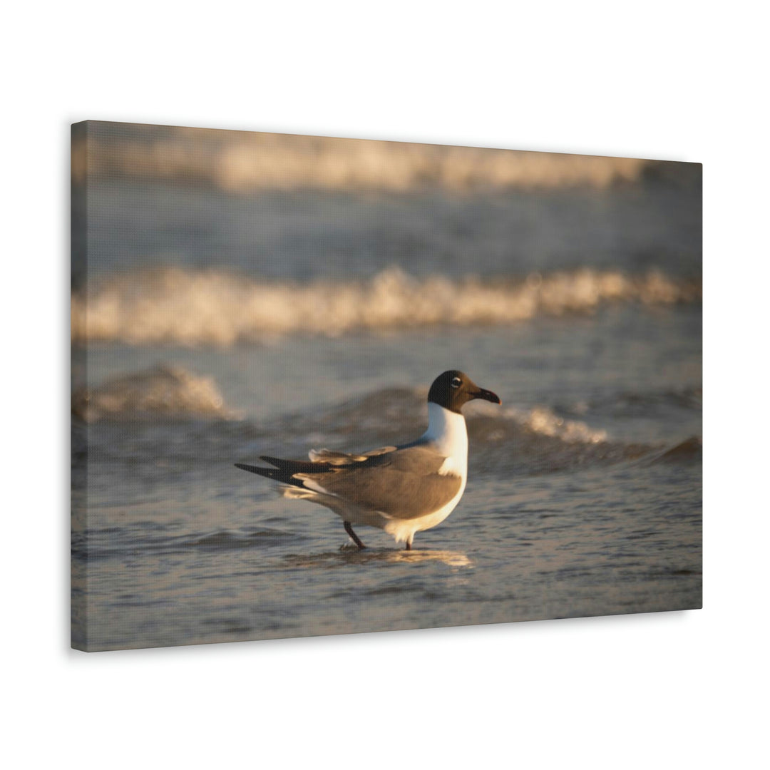 Laughing Gull in the Surf - Canvas