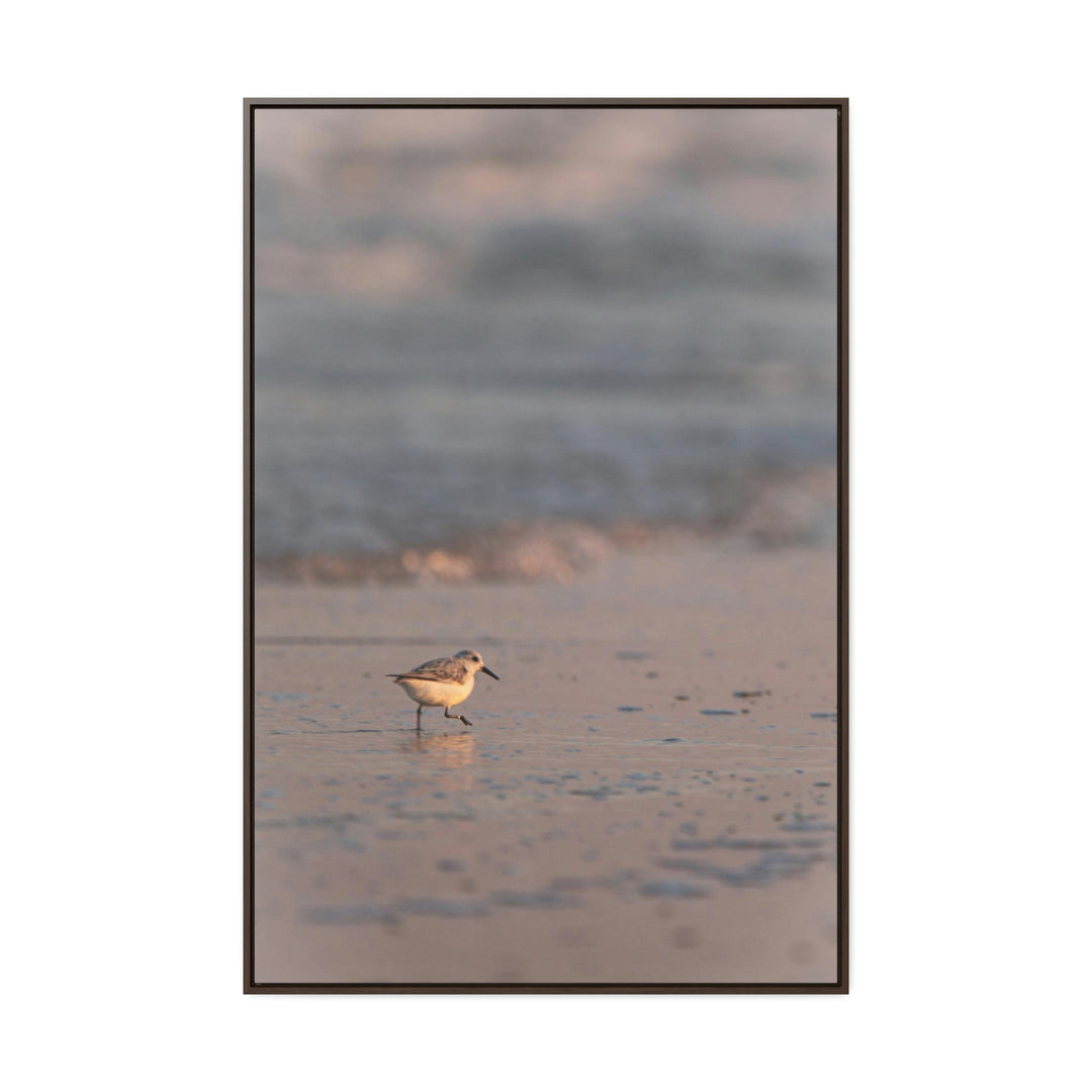 Sanderling in Soft Dusk Light - Canvas with Frame