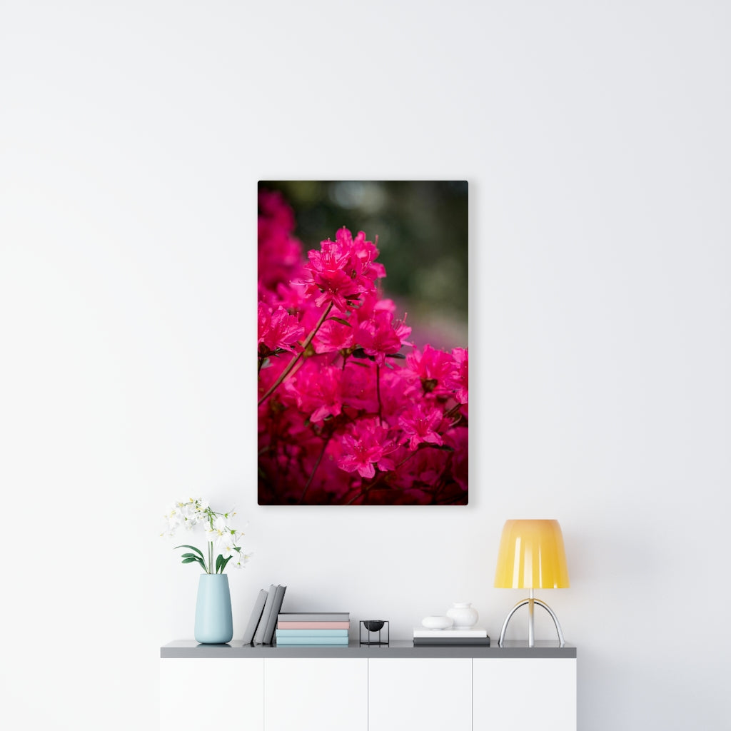 Full Bloom - Canvas