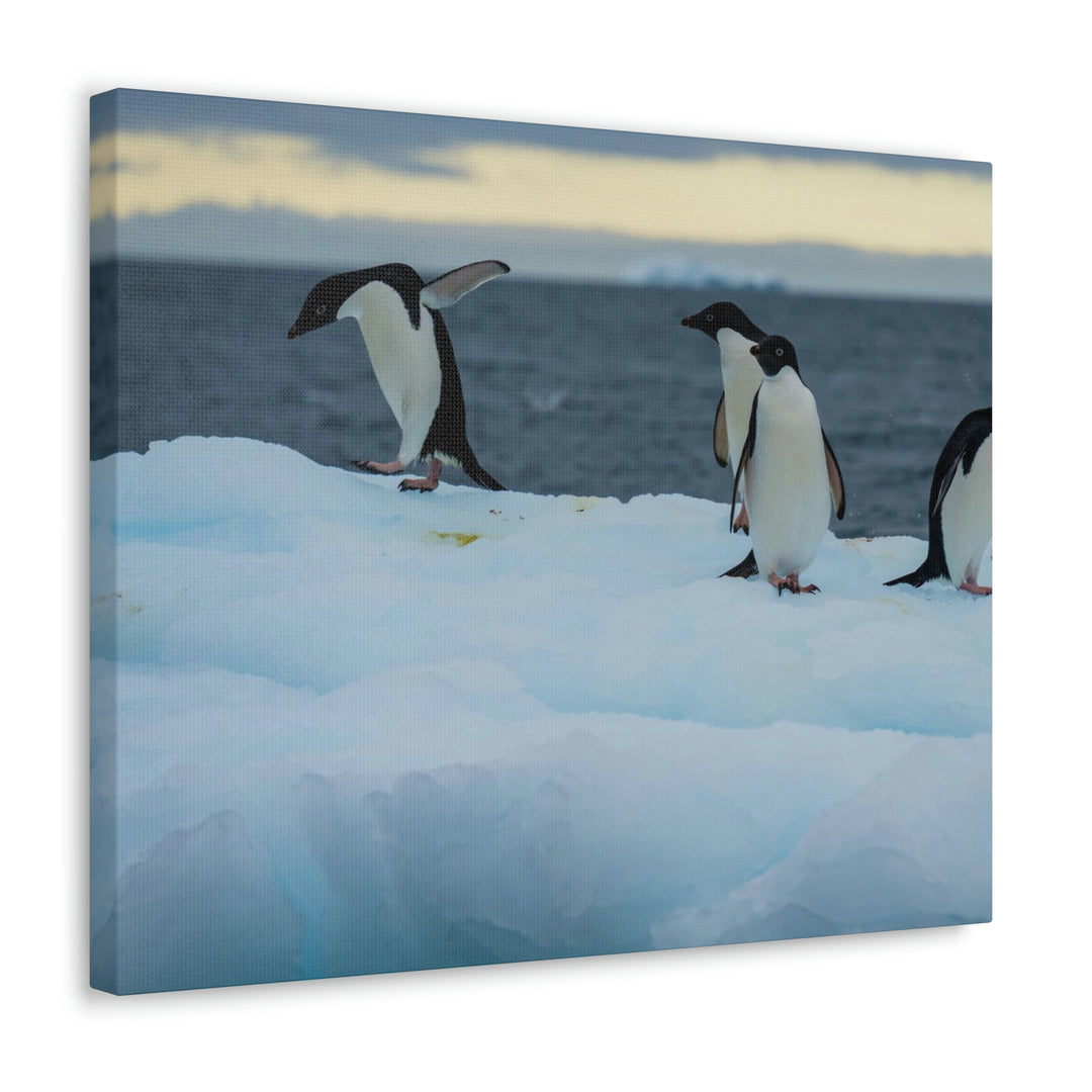 Penguin Dance - Canvas