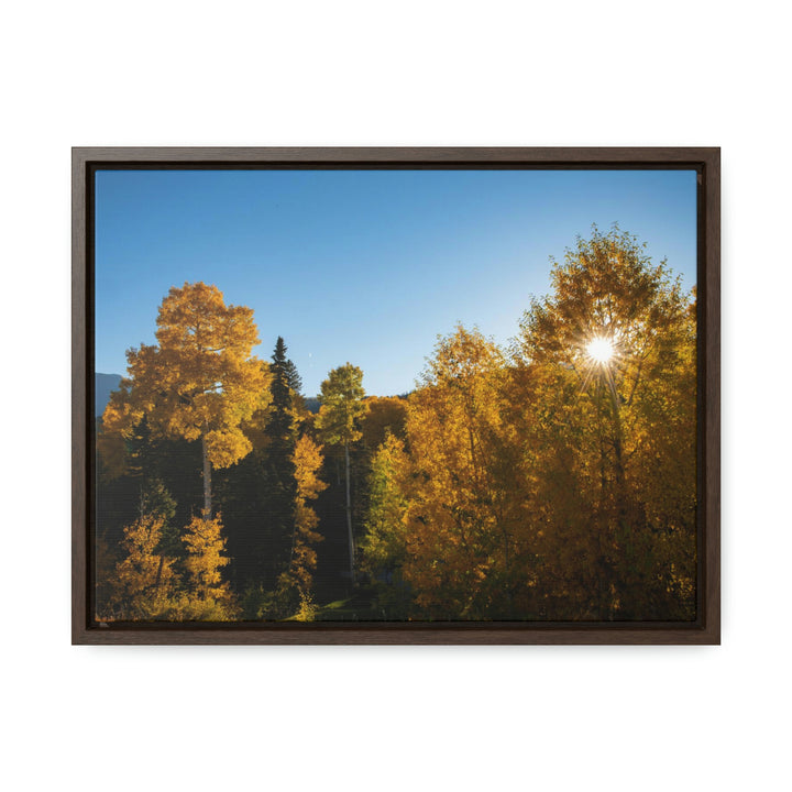 Sun Through the Aspens - Canvas with Frame