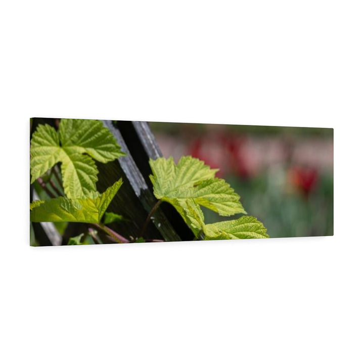 Ivy-Covered Fence - Canvas