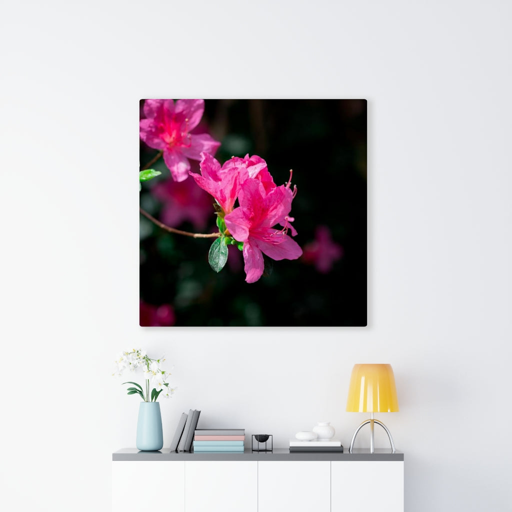 Standout Azalea - Canvas