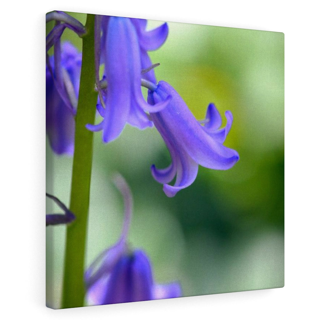 Delicate Bell - Canvas